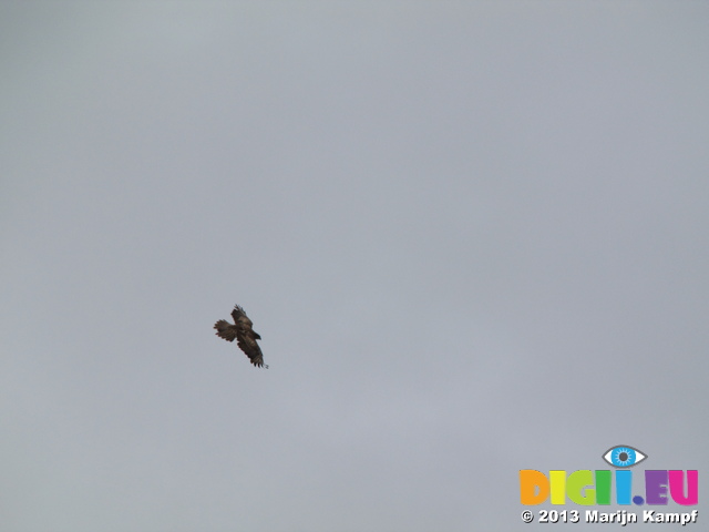 SX27583 Buzzard (Buteo buteo)